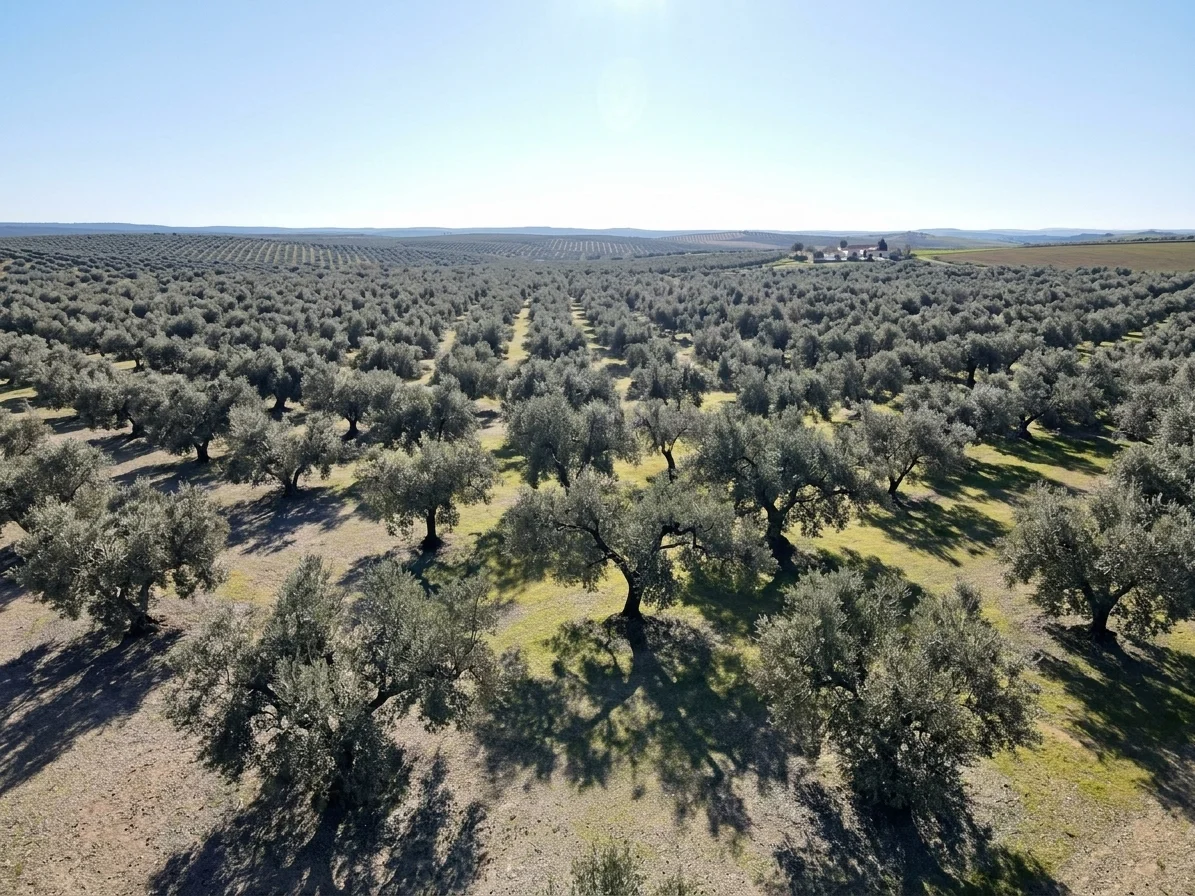 Vista aérea de un olivar